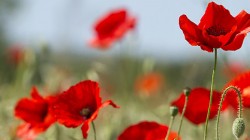 coquelicot-HP coquelicot-HP