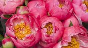 La pivoine