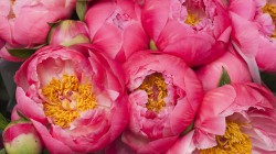 La pivoine