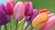 tulipe1