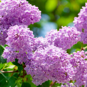 Lilas