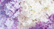 Le lilas