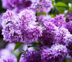 lilas mauve