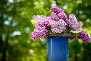 Bouquet de lilas