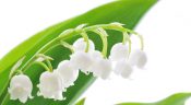 Le muguet
