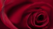 La rose, reine des fleurs