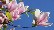 Le magnolia : histoire, langage des fleurs, caractéristiques