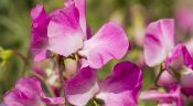 Pois de senteur, lathyrus odoratus