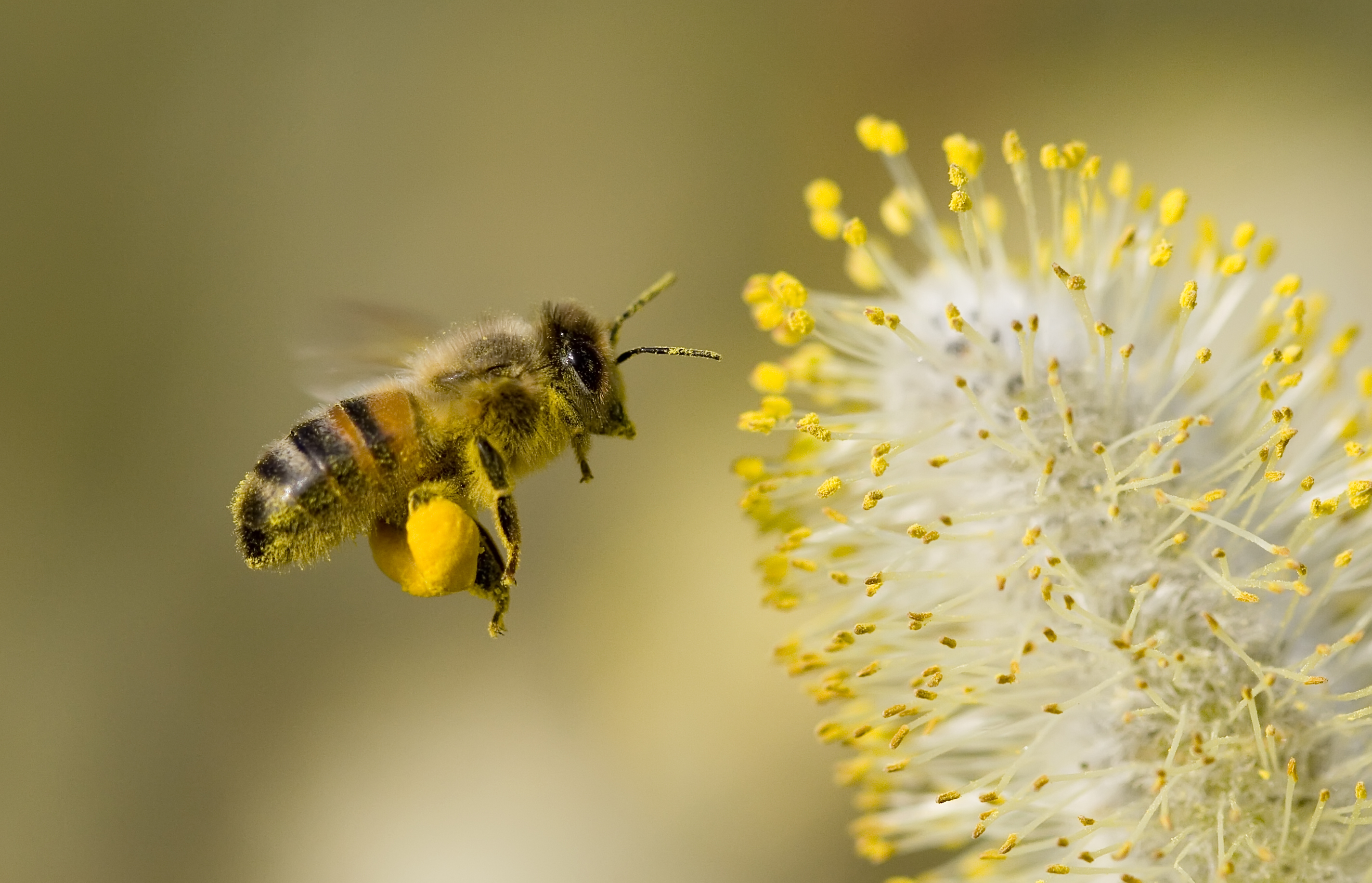 A l’ombre des ruches en fleurs