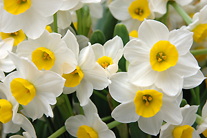 La jonquille, une fleur couronnée d'or - Interflora