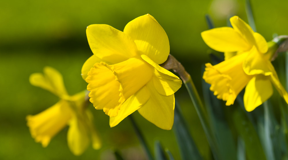 Fleurs de jonquille