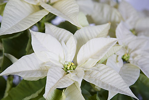 Poinsettia blanc