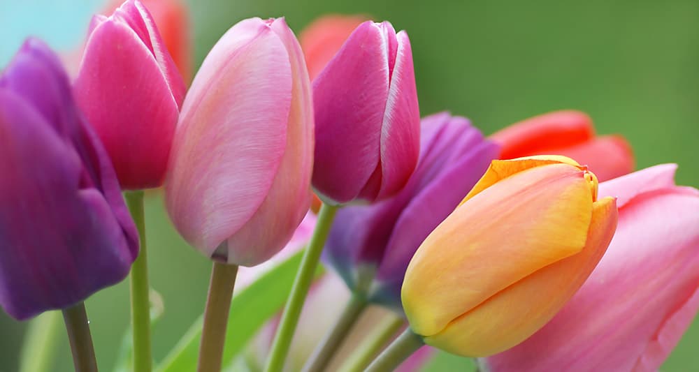 La tulipe, une fleur mythique