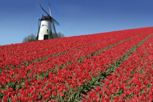 Les tulipes et la Hollande
