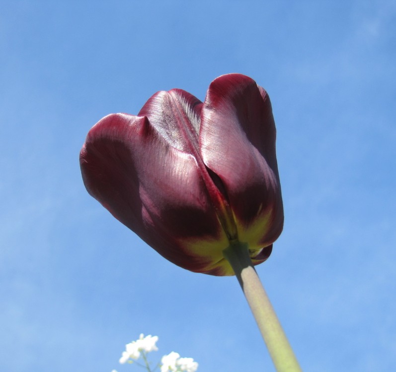Une tulipe noire seule