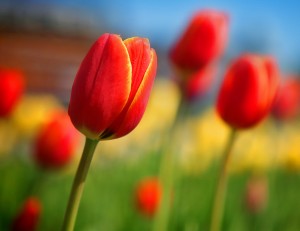 La tulipe, fleur de la Hollande