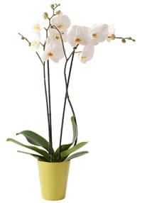 Orchidée phalaenopsis Aphrodite