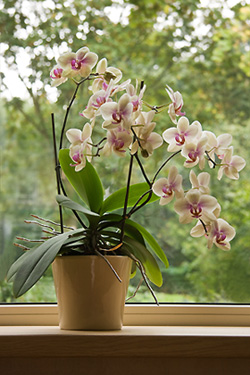 Orchidée soins