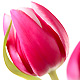 Conseils d'entretien - Tulipe