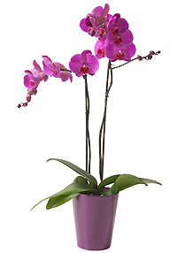 Orchidée Phalaenopsis - Livraison Interflora