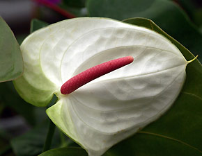 Anthurium blanc