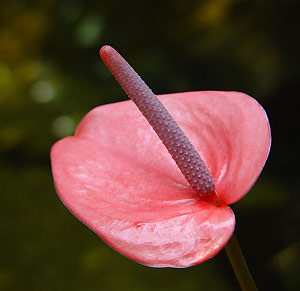 Anthurium rose