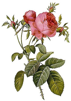 Rosa ×centifolia