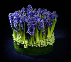 Coupe de jacinthes bleues, par Interflora Prestige