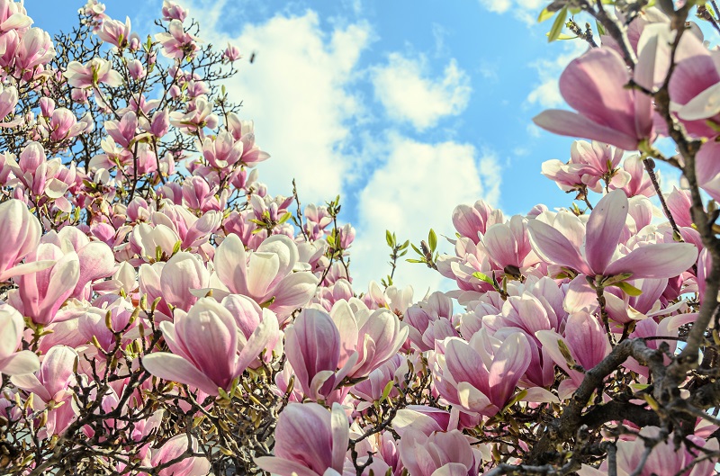 Le magnolia dévoile ses secrets