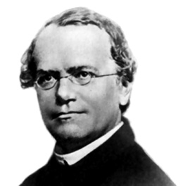 Gregor Mendel, pionnier de la génétique