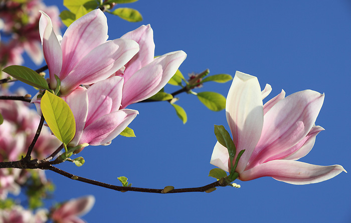 Le magnolia : histoire, langage des fleurs, caractéristiques