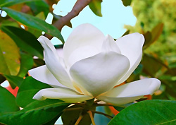 Fleur magnolia grandiflora