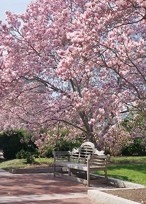 Le magnolia : conseils d'entretien jardin