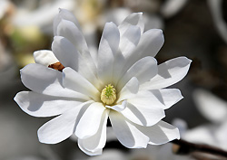 Fleur de magnolia stellata