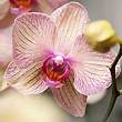 L'orchidée pour la fête des Mères