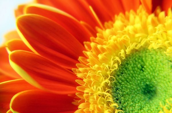 Le gerbera : une fleur solaire