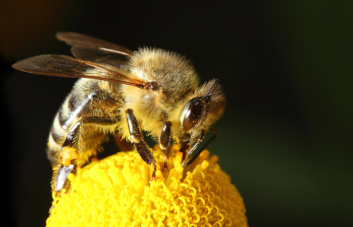 Disparition des abeilles - Le cri d'alarme des apiculteurs