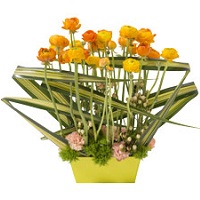 Composition Canopée