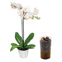 L'orchidée phalaenopsis et ses amandines