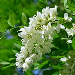 Fleur d'acacia