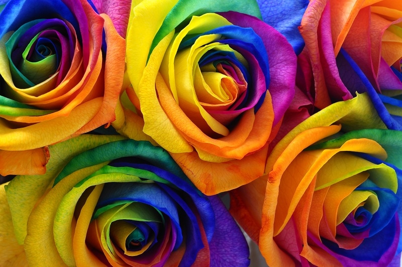 Fleurs et couleurs : quelle signification ?