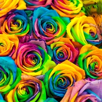 Fleurs multicolores
