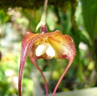 Orchidée Dracula