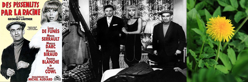 Des pissenlits par la racine