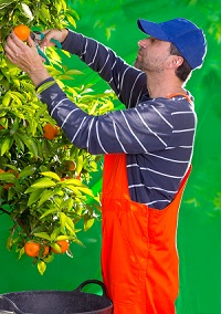 Récolte sur un oranger.