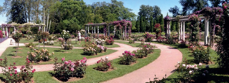 A Lyon, les roseraies du Parc de la Tête d’Or constituent un des plus beaux jardins de roses au monde.