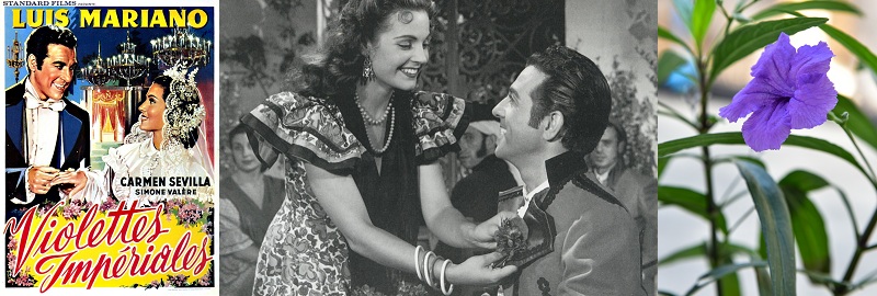 Violettes impériales