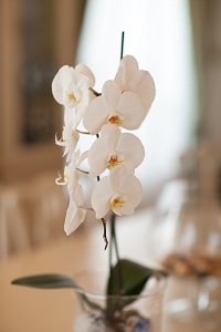Idée cadeau homme orchidée