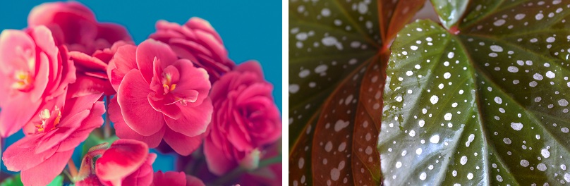Selon les variétés, les bégonias sont cultivées pour leur floraison époustouflante mais également pour leur feuillage.