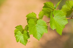 Vigne caractéristiques